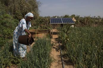 woman collecting crops near solar panel