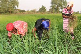 women collecting produce in a field