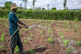 man watering produce in a field