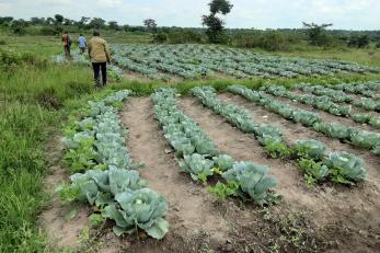 people walking in produce field