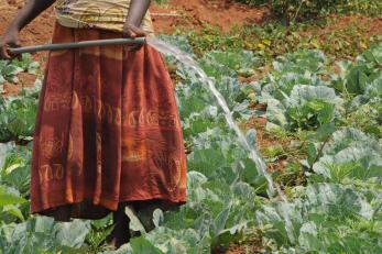 Woman watering crops with a hose.