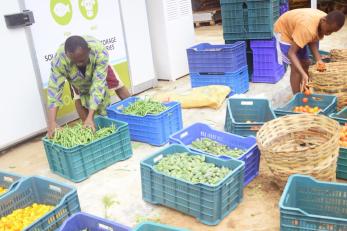 Men preparing harvested vegetables for cold storage.