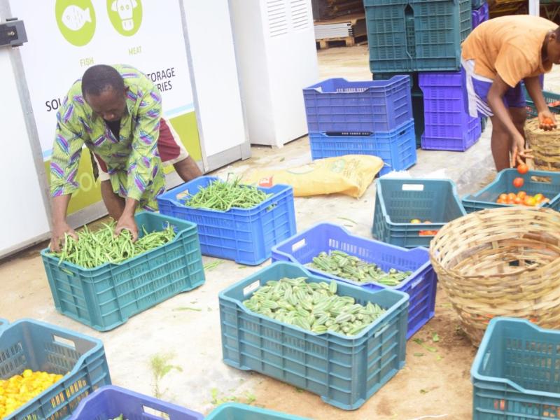 Men preparing harvested vegetables for cold storage.