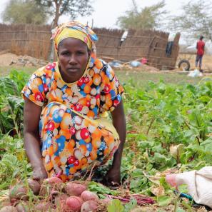 Woman picking produce in a field