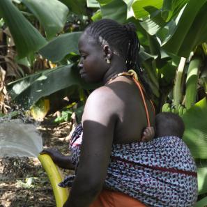 Woman carrying baby on her back in banana grove