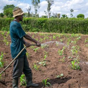 Man watering produce in a field