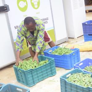 Men preparing harvested vegetables for cold storage.