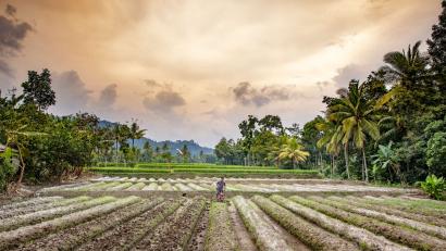 Increasingly unpredictable weather threatens the livelihoods of many farmers in Indonesia. That’s why we provide farmers’ groups with tools and information to boost their incomes and productivity.