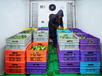 person sorting thru crates of produce