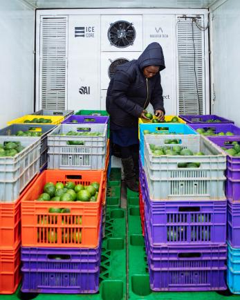 person sorting thru crates of produce