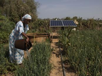 Woman collecting crops near solar panel