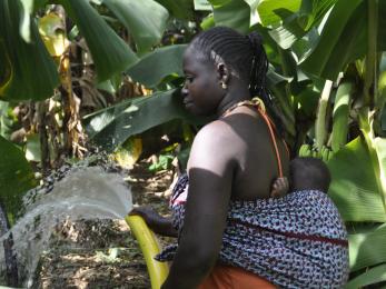 Woman carrying baby on her back in banana grove