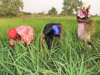 Women collecting produce in a field