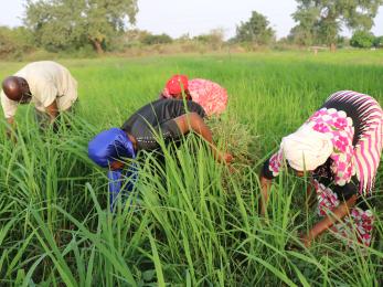 Woman working in a field