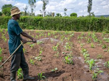 Man watering produce in a field