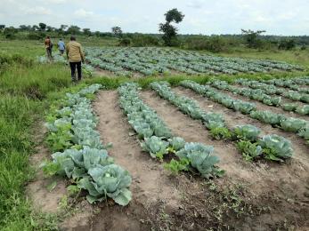 People walking in produce field