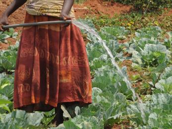 Woman watering crops with a hose.