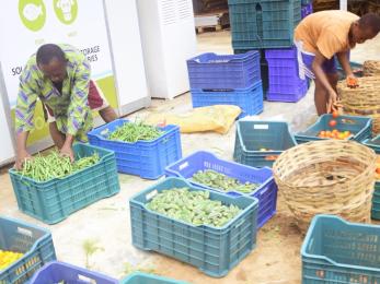 Men preparing harvested vegetables for cold storage.